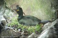 European Shag, Phalacrocorax aristotelis